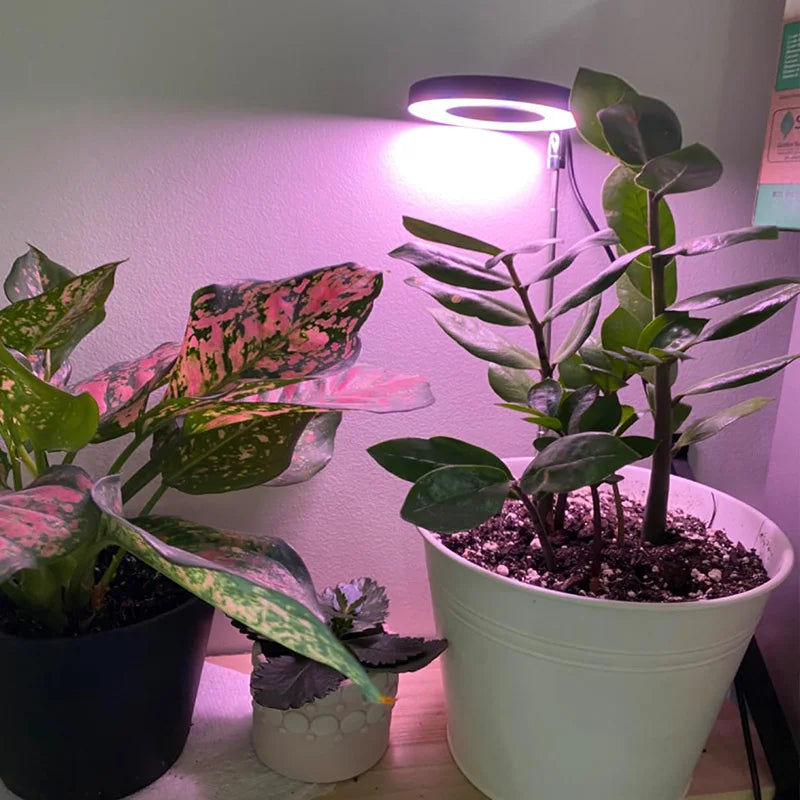 Full Spectrum LED Grow Light Grow Lamp Indoor Hydroponic Plant LED Plant Grow Light Phyto Lamp USB Phytolamp For Seedling Flower